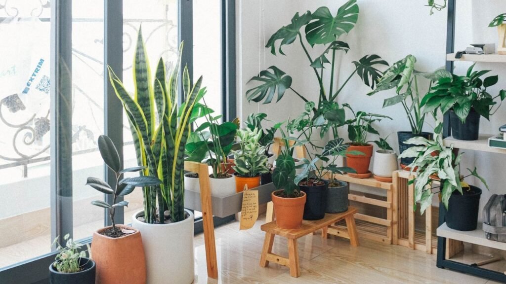 A Beginners Guide to Indoor Planters