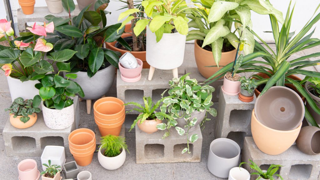 A Beginners Guide to Indoor Planters